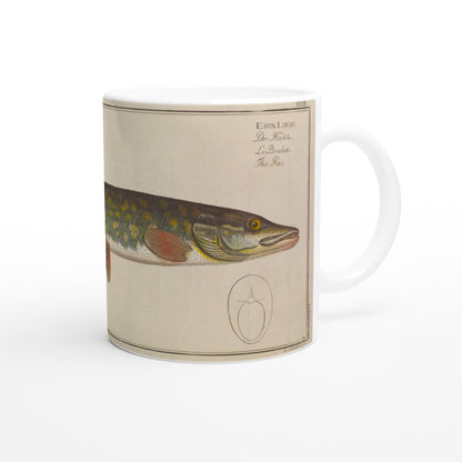 Mug brochet Esox Lucius planche ancienne Marcus Elieser Bloch. Mug en céramique blanche orné d'une illustration naturaliste représentant un brochet, d'après une planche de Marcus Elieser Bloch, avec le texte scientifique Esox Lucio imprimé sur le côté.