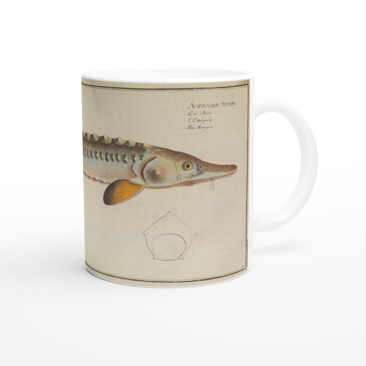 Ceramic mug illustrated with a sturgeon by Marcus Elieser Bloch. White ceramic mug illustrated with a reproduction of a naturalistic plate from Marcus Elieser Bloch's Ichthyology depicting a sturgeon, with the Latin and common name written in the top right corner.
