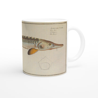 Ceramic mug illustrated with a sturgeon by Marcus Elieser Bloch. White ceramic mug illustrated with a reproduction of a naturalistic plate from Marcus Elieser Bloch's Ichthyology depicting a sturgeon, with the Latin and common name written in the top right corner.