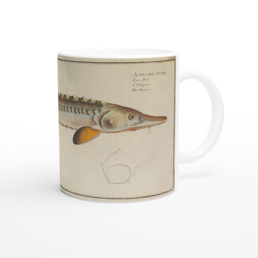 Ceramic mug illustrated with a sturgeon by Marcus Elieser Bloch. White ceramic mug illustrated with a reproduction of a naturalistic plate from Marcus Elieser Bloch's Ichthyology depicting a sturgeon, with the Latin and common name written in the top right corner.