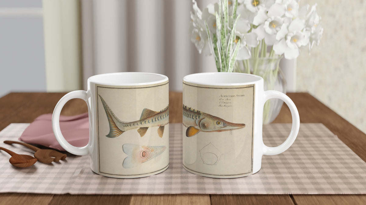 Ceramic mug illustrated with a sturgeon by Marcus Elieser Bloch. White ceramic mug illustrated with a reproduction of a naturalistic plate from Marcus Elieser Bloch's Ichthyology depicting a sturgeon, with the Latin and common name written in the top right corner.