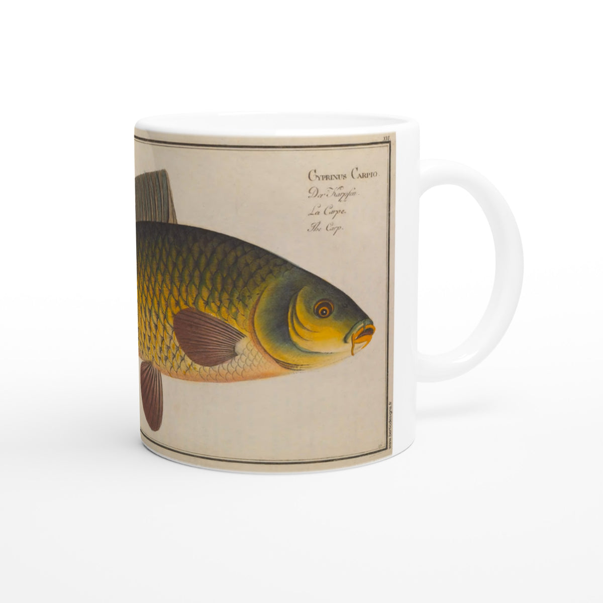 Mug en céramique illustré d'une carpe par Marcus Elieser Bloch. Mug en céramique blanche illustré d'une planche naturaliste ancienne représentant une carpe, avec les inscriptions Cyprinus Carpio, La Carpe et The Carp.