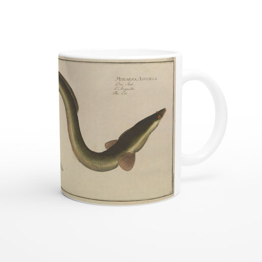 Mug Muraena Anguilla d'après Marcus Elieser Bloch. Mug en céramique blanche illustré d'une reproduction d'une planche naturaliste ancienne montrant une anguille, avec le texte Muraena Anguilla et son nom en plusieurs langues.