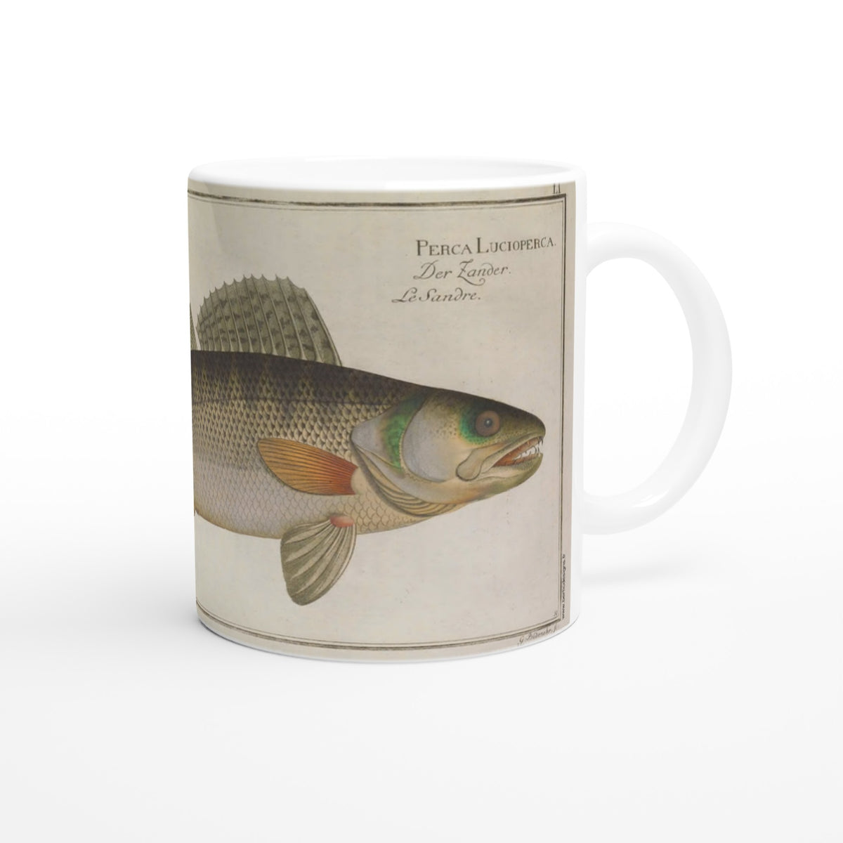 Mug Perca Lucioperca Luccioperca di Marcus Elieser Bloch. Tazza in ceramica bianca illustrata con la riproduzione di un'antica tavola naturalistica raffigurante un lucioperca, con la didascalia 'Perca Lucioperca', su sfondo chiaro.