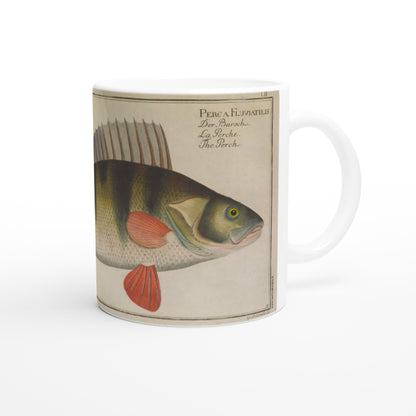 Perca fluviatilis perch mug after Marcus Elieser Bloch. White ceramic mug illustrated with an antique naturalistic plate depicting a perch, Perca Fluviatilis, with the corresponding Latin, German, French and English text.