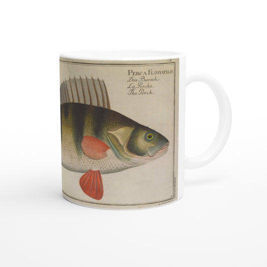Perca fluviatilis perch mug after Marcus Elieser Bloch. White ceramic mug illustrated with an antique naturalistic plate depicting a perch, Perca Fluviatilis, with the corresponding Latin, German, French and English text.