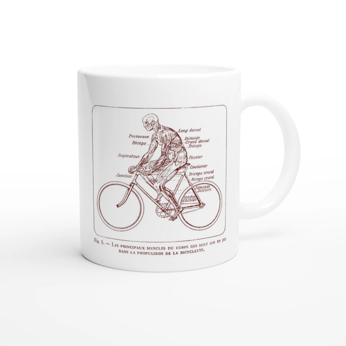 Mug illustré d'une planche anatomique d'écorché à bicyclette. Mug blanc orné d'une illustration scientifique ancienne en sépia représentant un corps humain écorché à bicyclette, avec le détail anatomique des muscles sollicités.