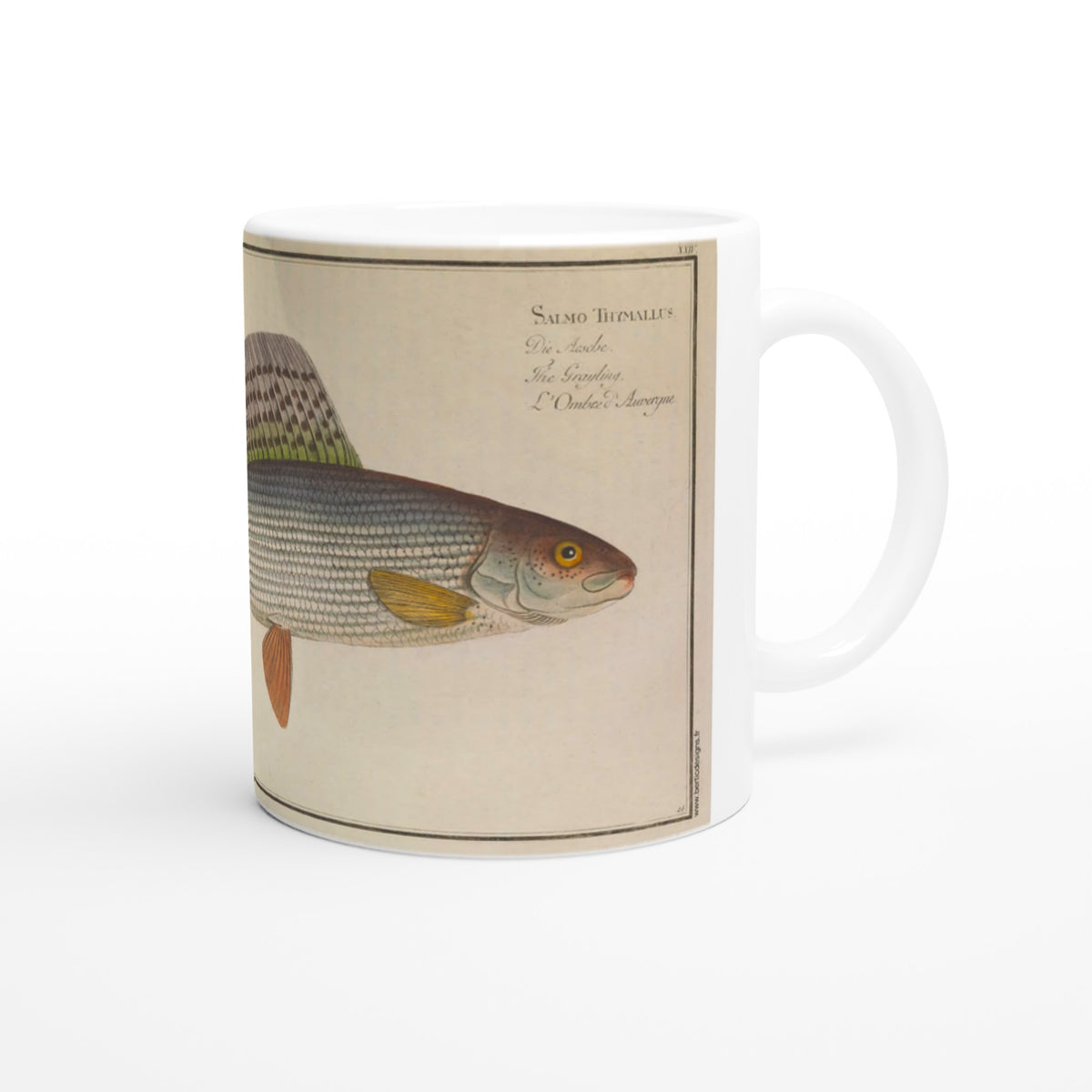 Mug en céramique avec illustration du poisson Salmo Thymallus par Marcus Elieser Bloch. Mug en céramique blanche illustré d'une planche naturaliste ancienne représentant un poisson de l'espèce Salmo Thymallus, avec son nom inscrit en latin et en plusieurs langues.
