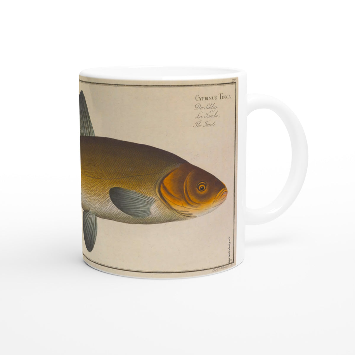 Mug illustrated with a tench after Marcus Elieser Bloch. White mug illustrated with a naturalistic plate depicting a tench, Cyprinus Tinca, from Marcus Elieser Bloch's work Ichthyology.