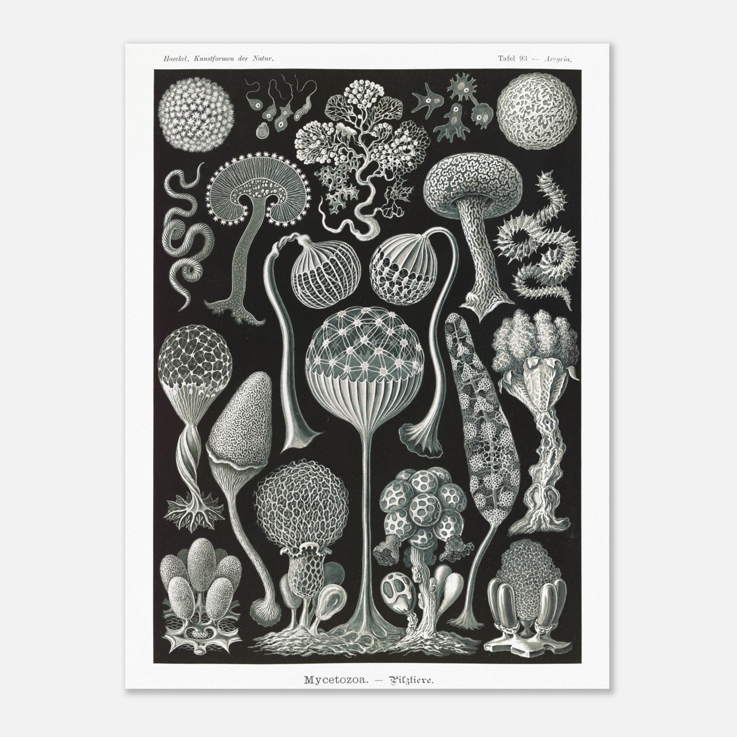 Planche naturaliste de myxomycètes Mycetozoa par Ernst Haeckel (30x40 cm). Planche naturaliste illustrant diverses espèces de myxomycètes, avec une attention particulière à leur structure complexe et à leur diversité morphologique.
