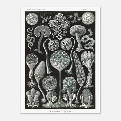 Planche naturaliste de myxomycètes Mycetozoa par Ernst Haeckel (30x40 cm). Planche naturaliste illustrant diverses espèces de myxomycètes, avec une attention particulière à leur structure complexe et à leur diversité morphologique.