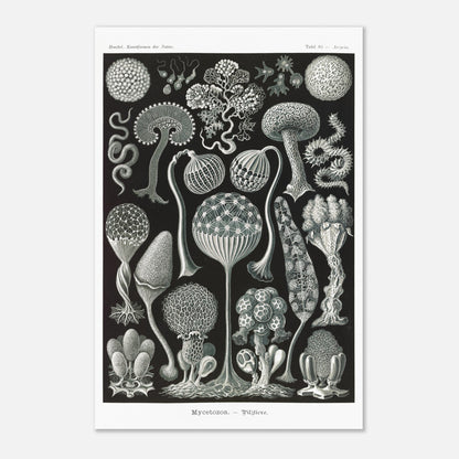 Planche naturaliste de myxomycètes Mycetozoa par Ernst Haeckel (40x60 cm). Planche naturaliste illustrant diverses espèces de myxomycètes, avec une attention particulière à leur structure complexe et à leur diversité morphologique.
