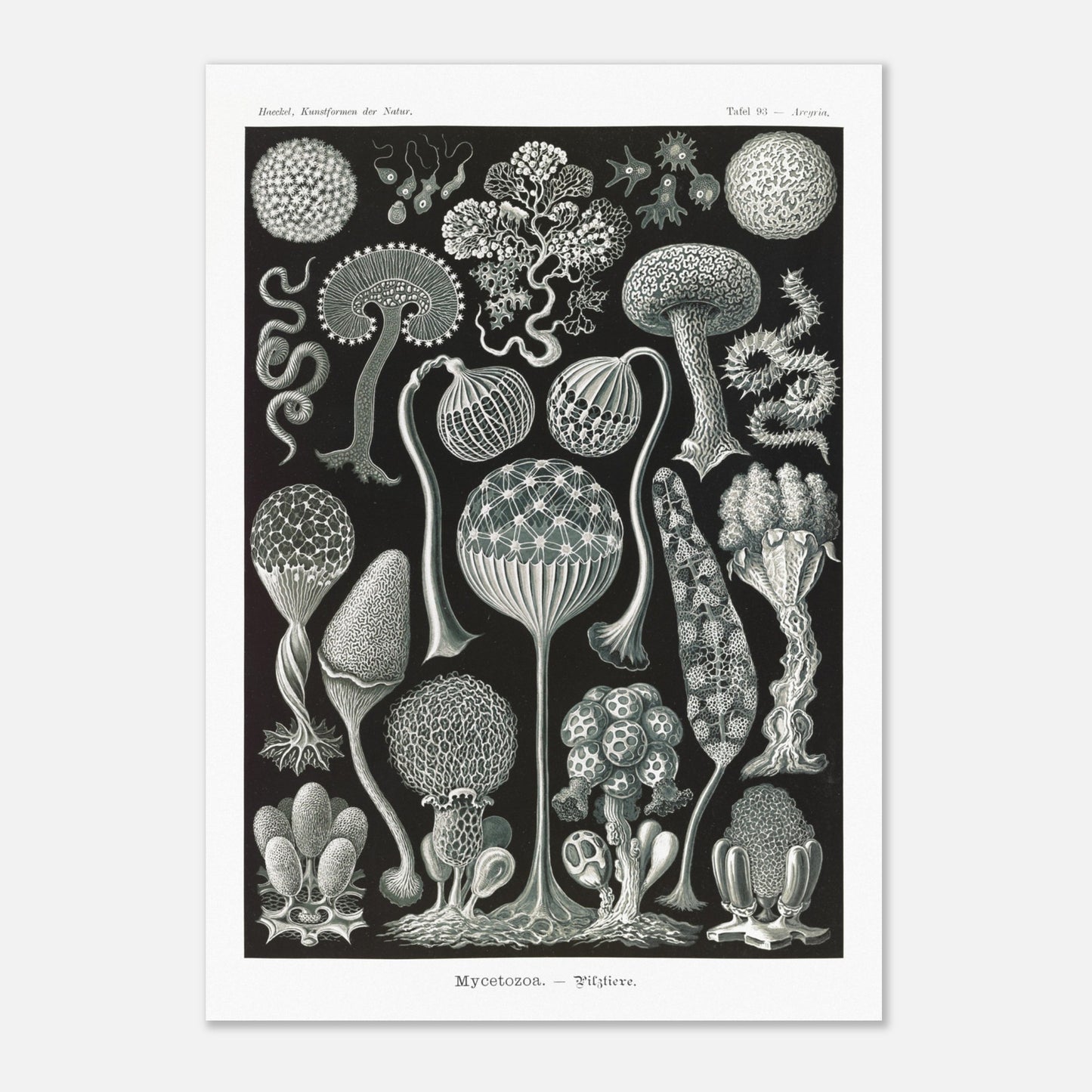Planche naturaliste de myxomycètes Mycetozoa par Ernst Haeckel (42x59,4 cm (A2)). Planche naturaliste illustrant diverses espèces de myxomycètes, avec une attention particulière à leur structure complexe et à leur diversité morphologique.