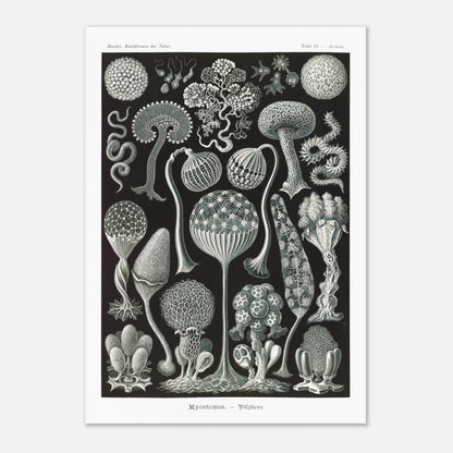 Planche naturaliste de myxomycètes Mycetozoa par Ernst Haeckel (42x59,4 cm (A2)). Planche naturaliste illustrant diverses espèces de myxomycètes, avec une attention particulière à leur structure complexe et à leur diversité morphologique.