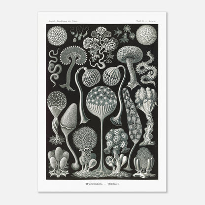 Planche naturaliste de myxomycètes Mycetozoa par Ernst Haeckel (50x70 cm). Planche naturaliste illustrant diverses espèces de myxomycètes, avec une attention particulière à leur structure complexe et à leur diversité morphologique.