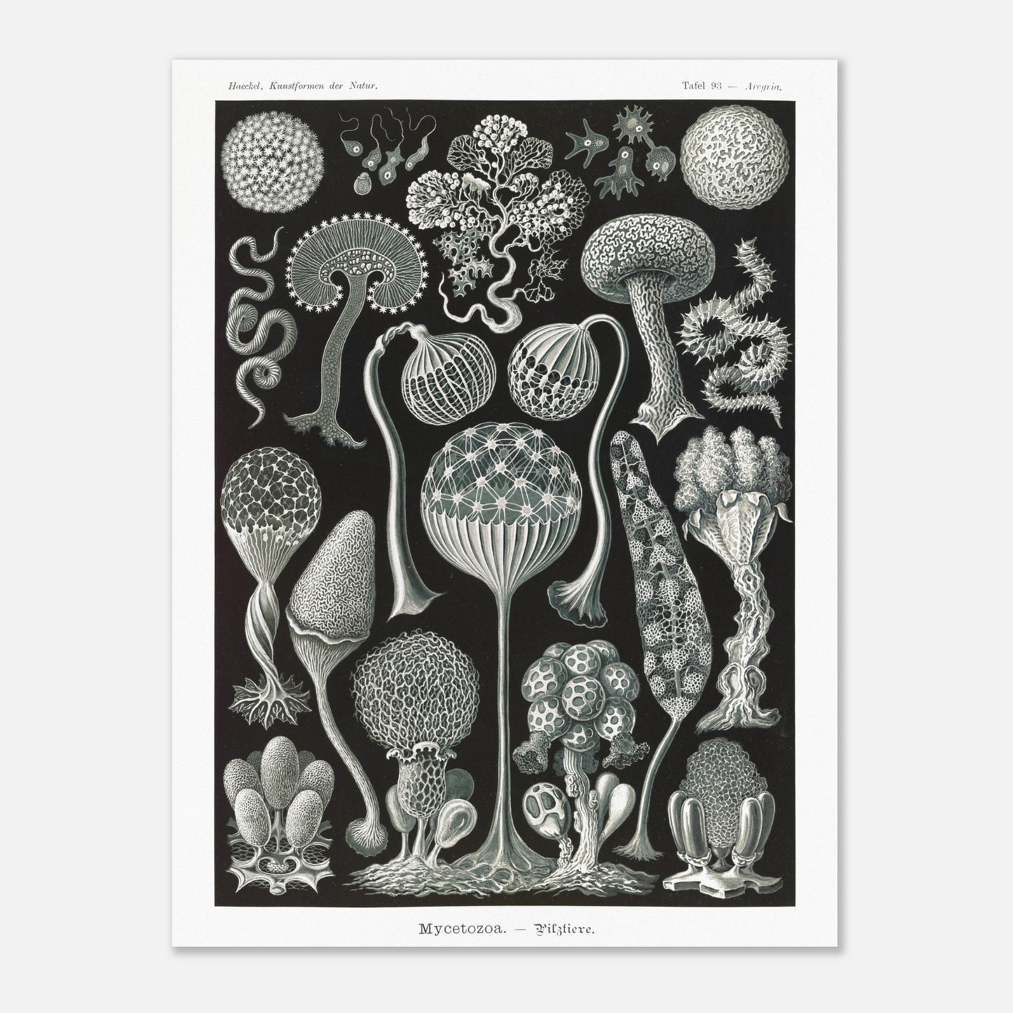Planche naturaliste de myxomycètes Mycetozoa par Ernst Haeckel (60x80 cm). Planche naturaliste illustrant diverses espèces de myxomycètes, avec une attention particulière à leur structure complexe et à leur diversité morphologique.
