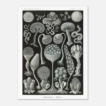Planche naturaliste de myxomycètes Mycetozoa par Ernst Haeckel (60x80 cm). Planche naturaliste illustrant diverses espèces de myxomycètes, avec une attention particulière à leur structure complexe et à leur diversité morphologique.