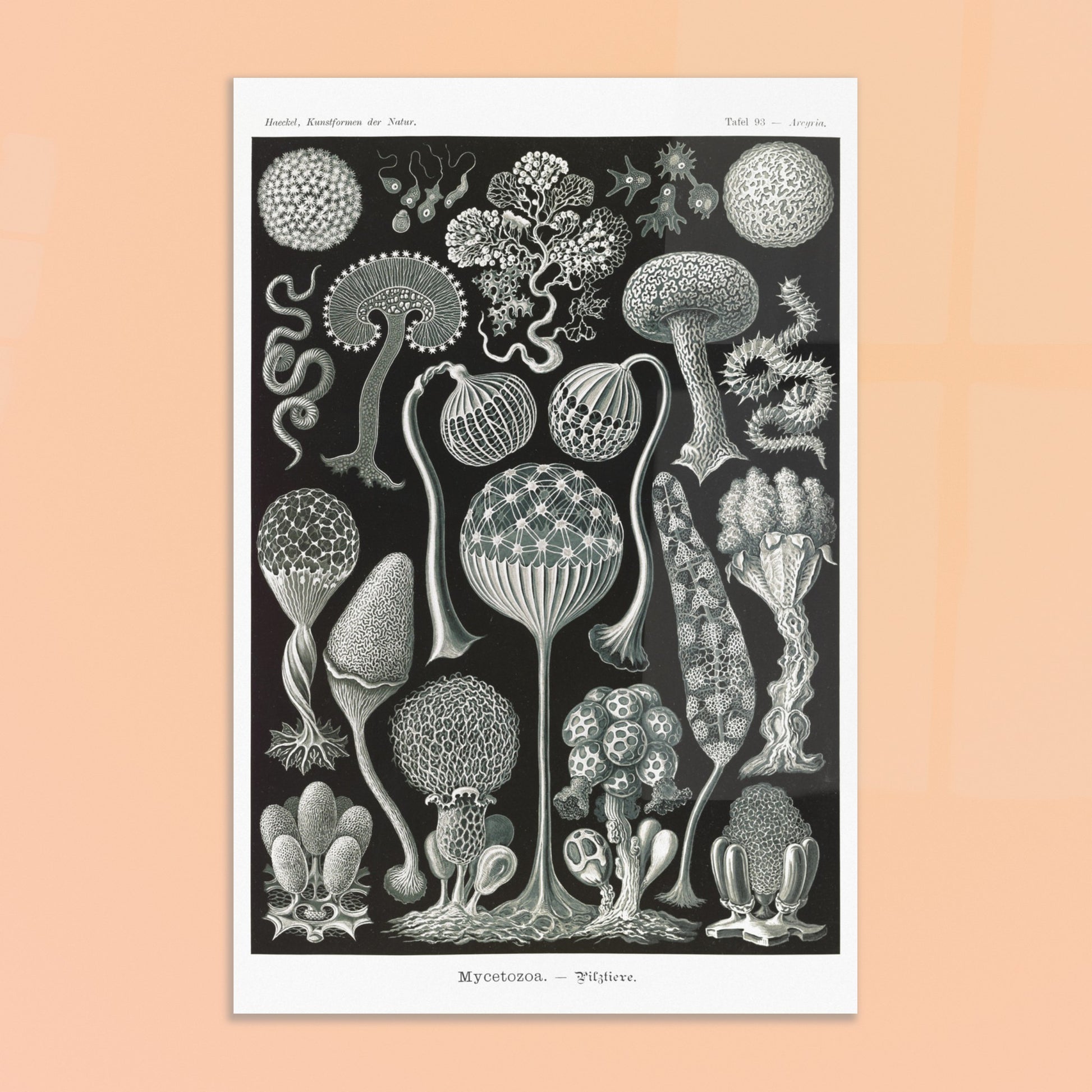 Planche naturaliste de myxomycètes Mycetozoa par Ernst Haeckel. Planche naturaliste illustrant diverses espèces de myxomycètes, avec une attention particulière à leur structure complexe et à leur diversité morphologique. Image d'illustration 8