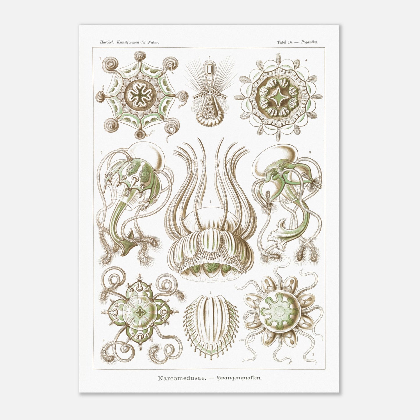 Planche scientifique Narcoméduses par Ernst Haeckel (29,7x42 cm (A3)). Planche scientifique d'Ernst Haeckel illustrant différentes espèces de narcoméduses aux formes complexes et détaillées sur fond blanc.