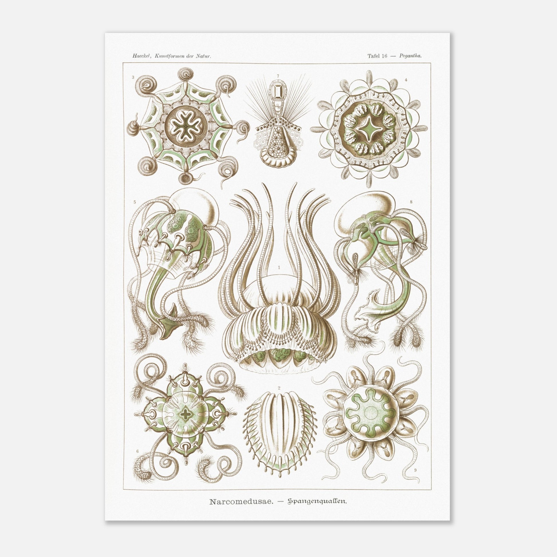 Planche scientifique Narcoméduses par Ernst Haeckel (29,7x42 cm (A3)). Planche scientifique d'Ernst Haeckel illustrant différentes espèces de narcoméduses aux formes complexes et détaillées sur fond blanc.