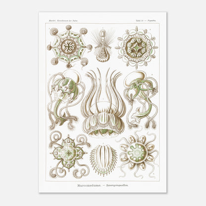 Planche scientifique Narcoméduses par Ernst Haeckel (29,7x42 cm (A3)). Planche scientifique d'Ernst Haeckel illustrant différentes espèces de narcoméduses aux formes complexes et détaillées sur fond blanc.