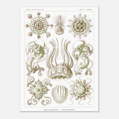 Planche scientifique Narcoméduses par Ernst Haeckel (30x40 cm). Planche scientifique d'Ernst Haeckel illustrant différentes espèces de narcoméduses aux formes complexes et détaillées sur fond blanc.