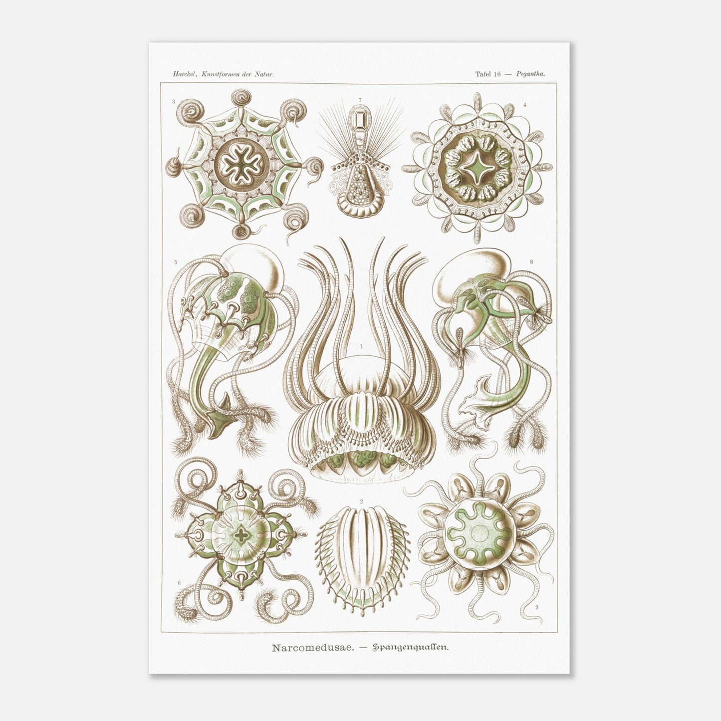 Planche scientifique Narcoméduses par Ernst Haeckel (40x60 cm). Planche scientifique d'Ernst Haeckel illustrant différentes espèces de narcoméduses aux formes complexes et détaillées sur fond blanc.