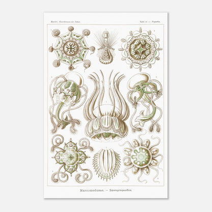 Planche scientifique Narcoméduses par Ernst Haeckel (40x60 cm). Planche scientifique d'Ernst Haeckel illustrant différentes espèces de narcoméduses aux formes complexes et détaillées sur fond blanc.