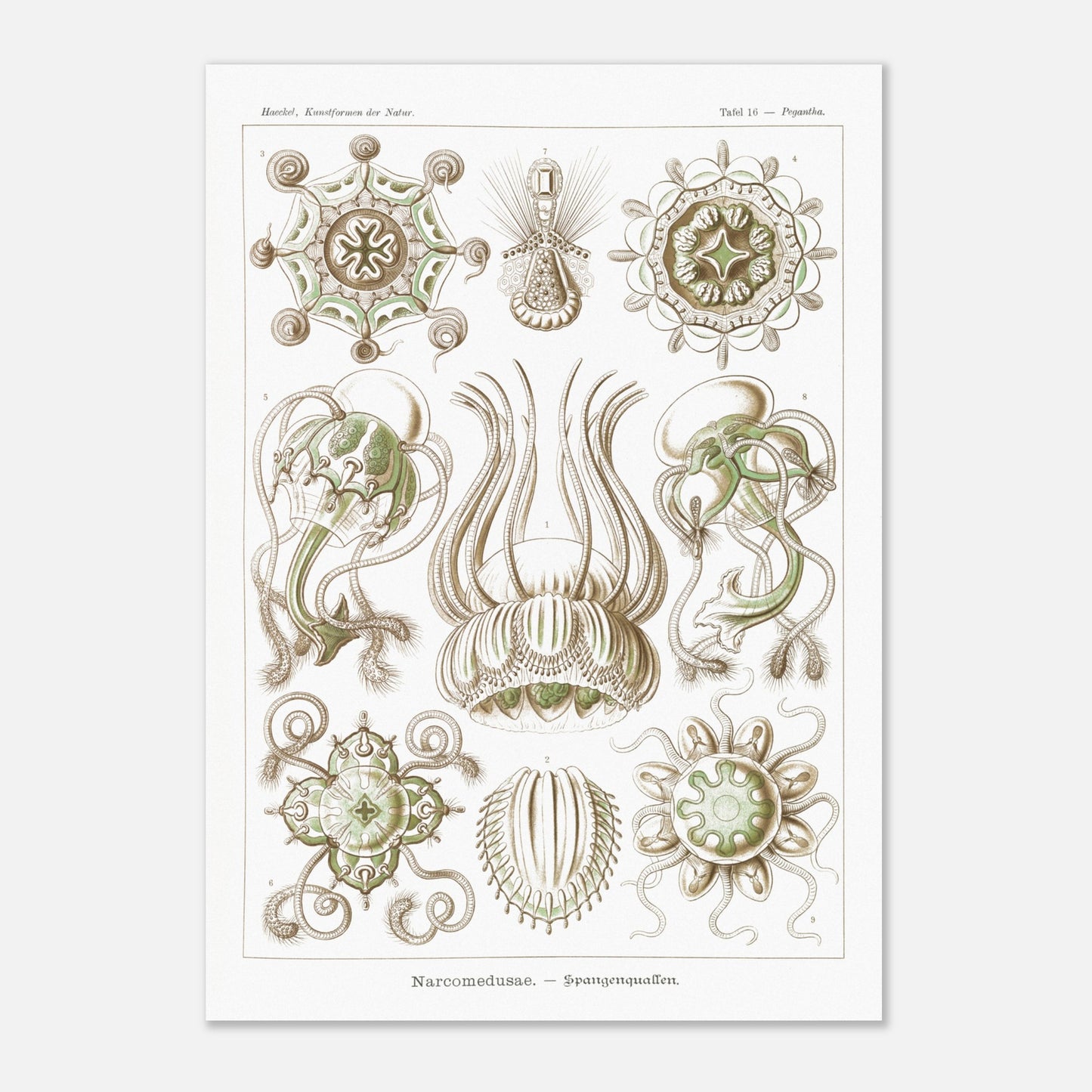Planche scientifique Narcoméduses par Ernst Haeckel (42x59,4 cm (A2)). Planche scientifique d'Ernst Haeckel illustrant différentes espèces de narcoméduses aux formes complexes et détaillées sur fond blanc.