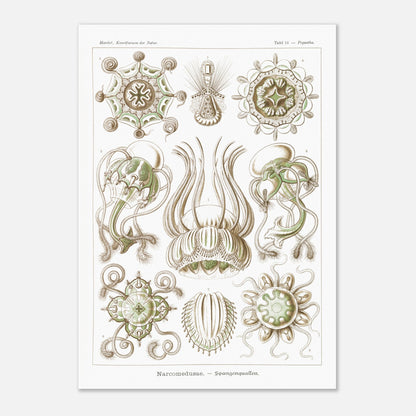 Planche scientifique Narcoméduses par Ernst Haeckel (42x59,4 cm (A2)). Planche scientifique d'Ernst Haeckel illustrant différentes espèces de narcoméduses aux formes complexes et détaillées sur fond blanc.