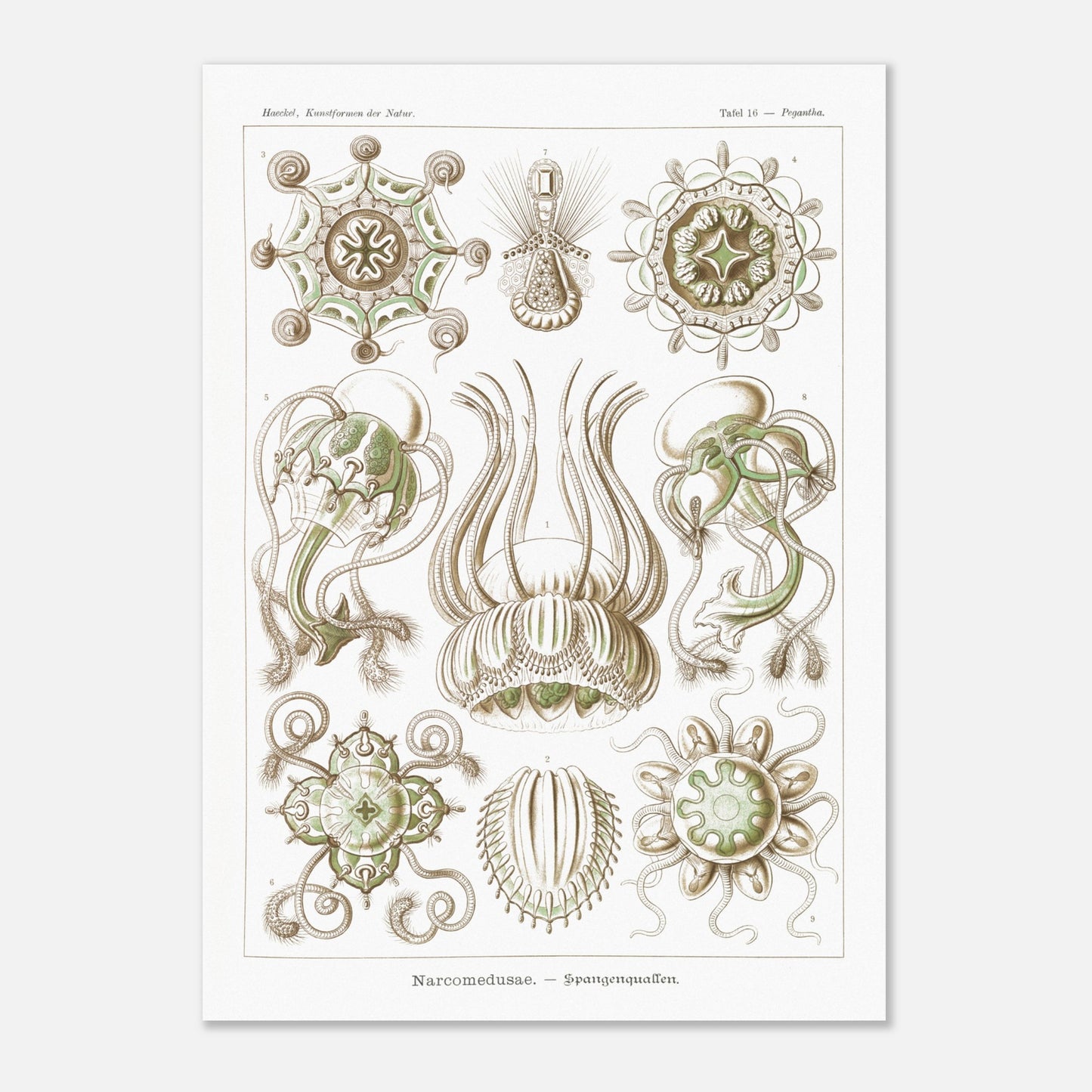 Planche scientifique Narcoméduses par Ernst Haeckel (50x70 cm). Planche scientifique d'Ernst Haeckel illustrant différentes espèces de narcoméduses aux formes complexes et détaillées sur fond blanc.