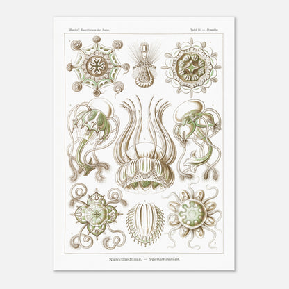 Planche scientifique Narcoméduses par Ernst Haeckel (50x70 cm). Planche scientifique d'Ernst Haeckel illustrant différentes espèces de narcoméduses aux formes complexes et détaillées sur fond blanc.