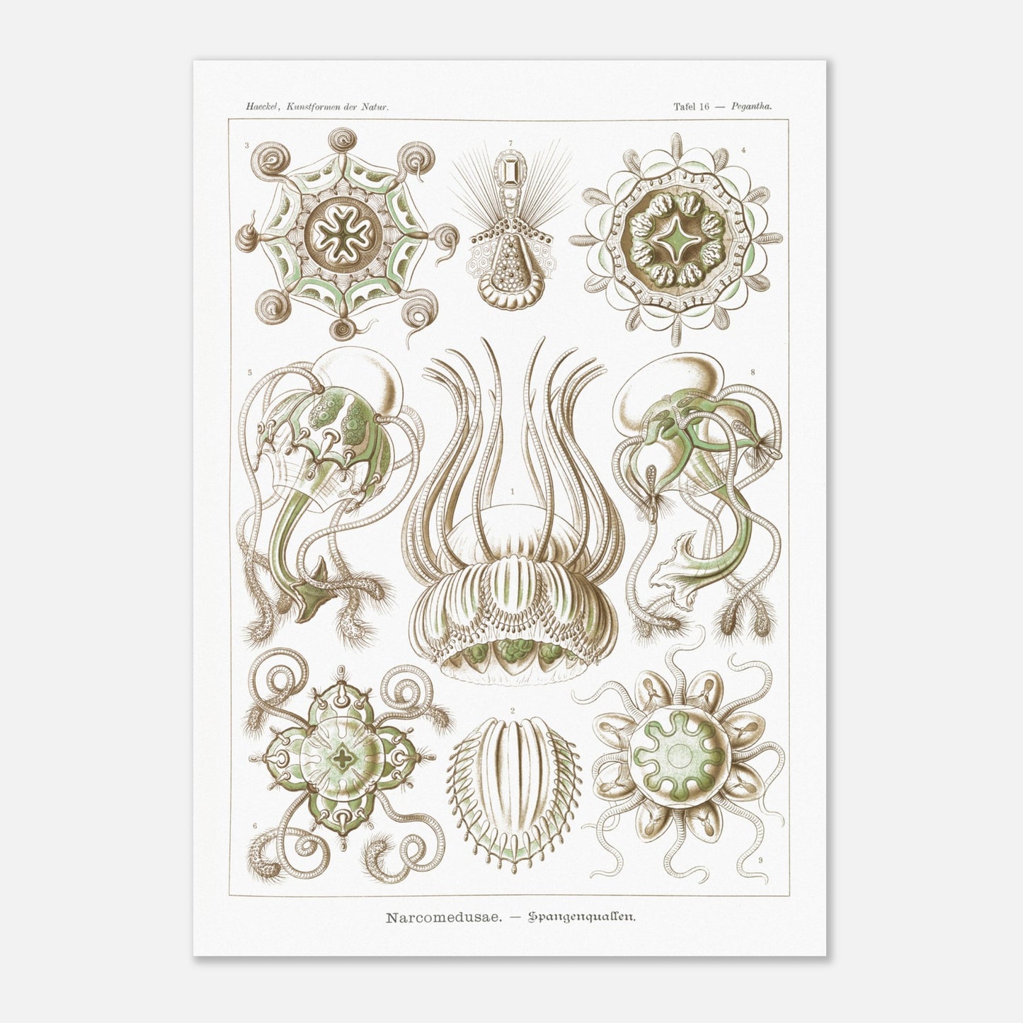 Planche scientifique Narcoméduses par Ernst Haeckel (59,4x84,1 cm (A1)). Planche scientifique d'Ernst Haeckel illustrant différentes espèces de narcoméduses aux formes complexes et détaillées sur fond blanc.
