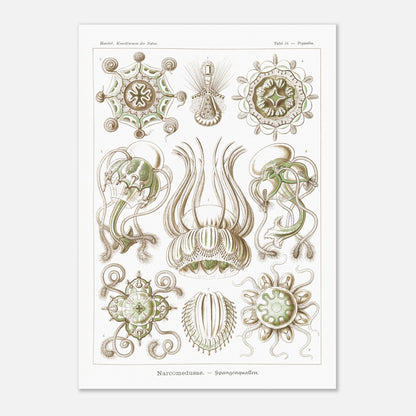 Planche scientifique Narcoméduses par Ernst Haeckel (59,4x84,1 cm (A1)). Planche scientifique d'Ernst Haeckel illustrant différentes espèces de narcoméduses aux formes complexes et détaillées sur fond blanc.