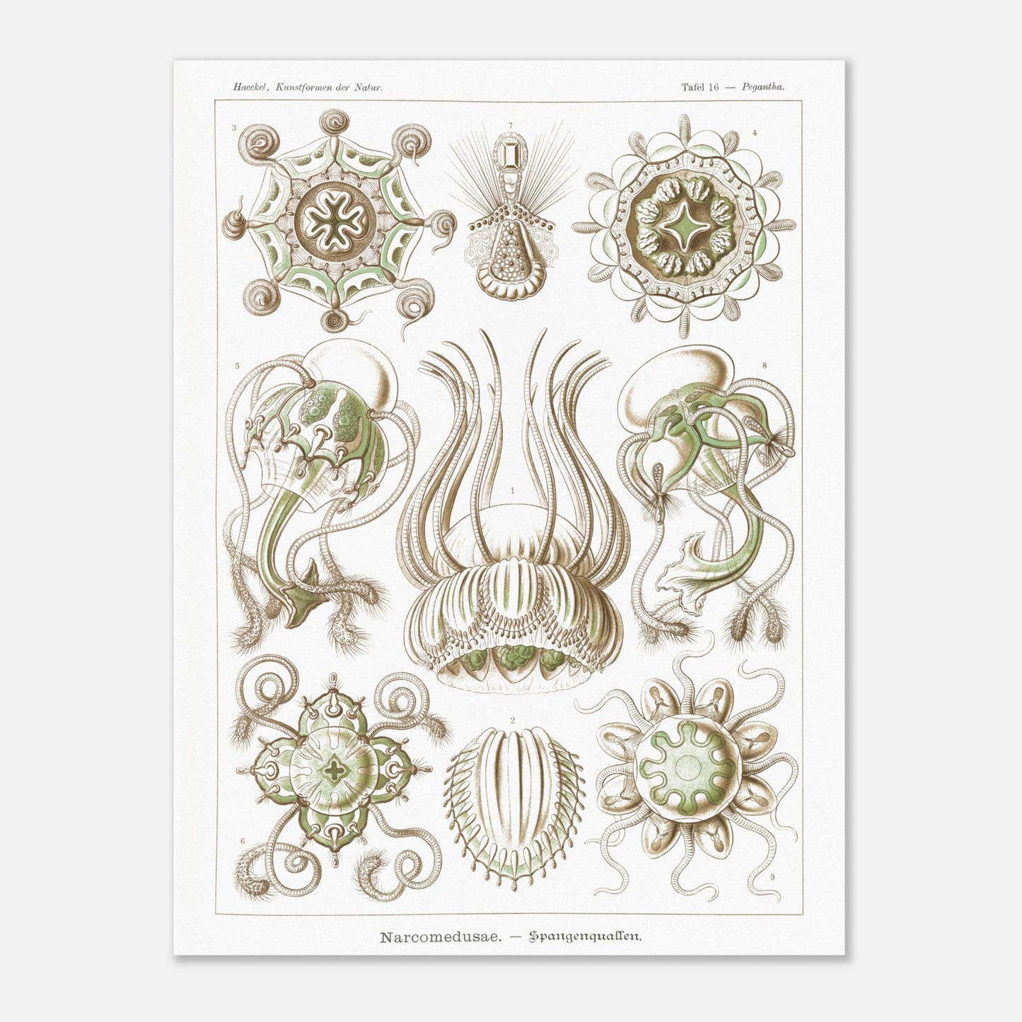 Planche scientifique Narcoméduses par Ernst Haeckel (60x80 cm). Planche scientifique d'Ernst Haeckel illustrant différentes espèces de narcoméduses aux formes complexes et détaillées sur fond blanc.