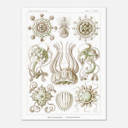Planche scientifique Narcoméduses par Ernst Haeckel (60x80 cm). Planche scientifique d'Ernst Haeckel illustrant différentes espèces de narcoméduses aux formes complexes et détaillées sur fond blanc.