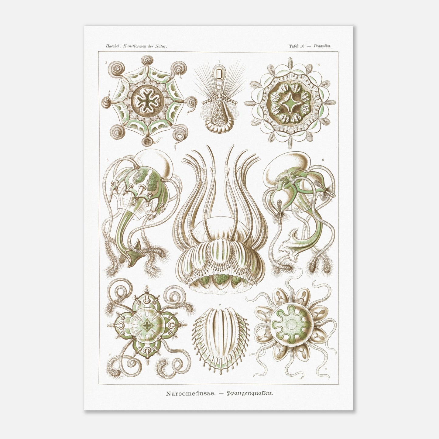 Planche scientifique Narcoméduses par Ernst Haeckel (70x100 cm). Planche scientifique d'Ernst Haeckel illustrant différentes espèces de narcoméduses aux formes complexes et détaillées sur fond blanc.