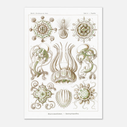 Planche scientifique Narcoméduses par Ernst Haeckel (70x100 cm). Planche scientifique d'Ernst Haeckel illustrant différentes espèces de narcoméduses aux formes complexes et détaillées sur fond blanc.
