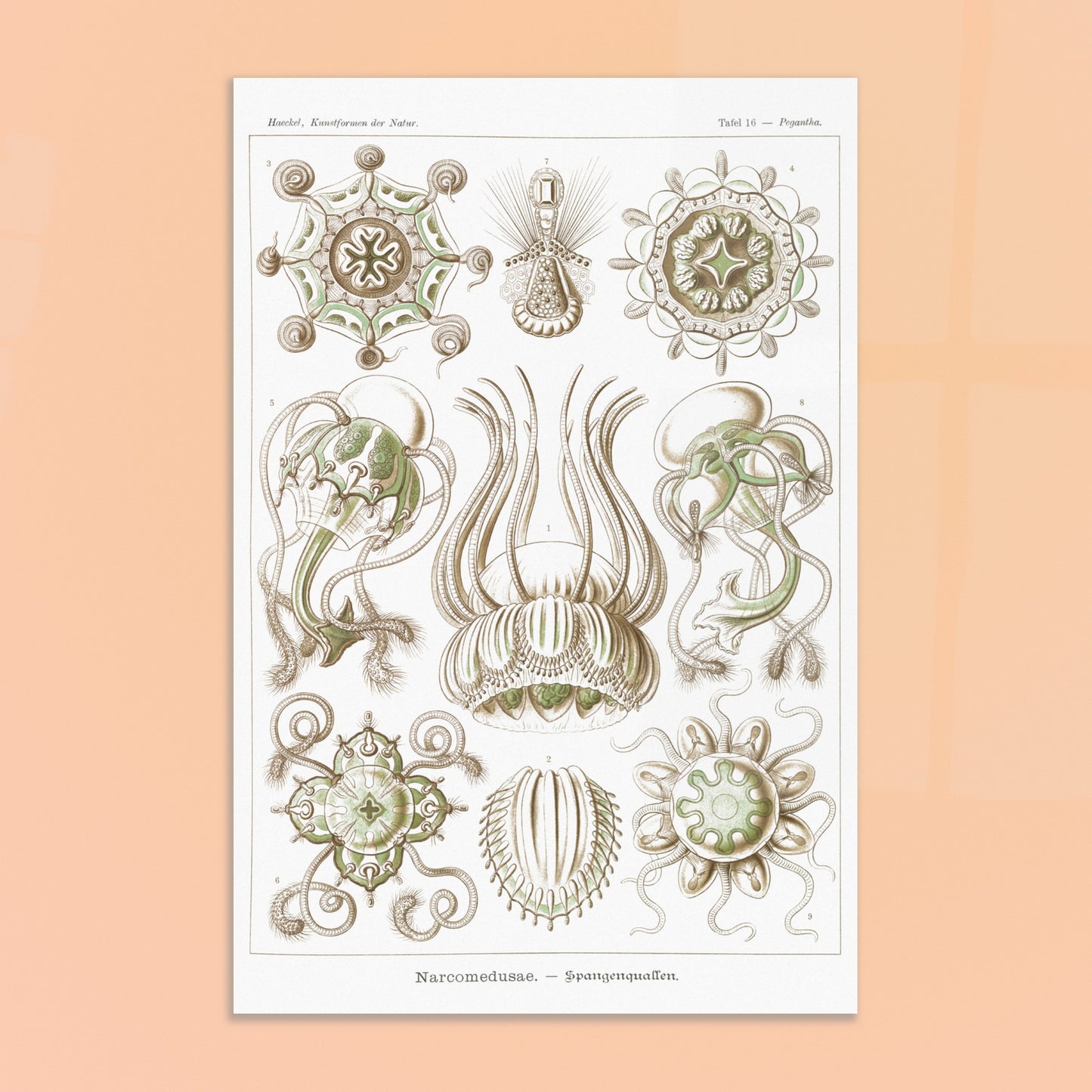 Planche scientifique Narcoméduses par Ernst Haeckel. Planche scientifique d'Ernst Haeckel illustrant différentes espèces de narcoméduses aux formes complexes et détaillées sur fond blanc. Image d'illustration 8