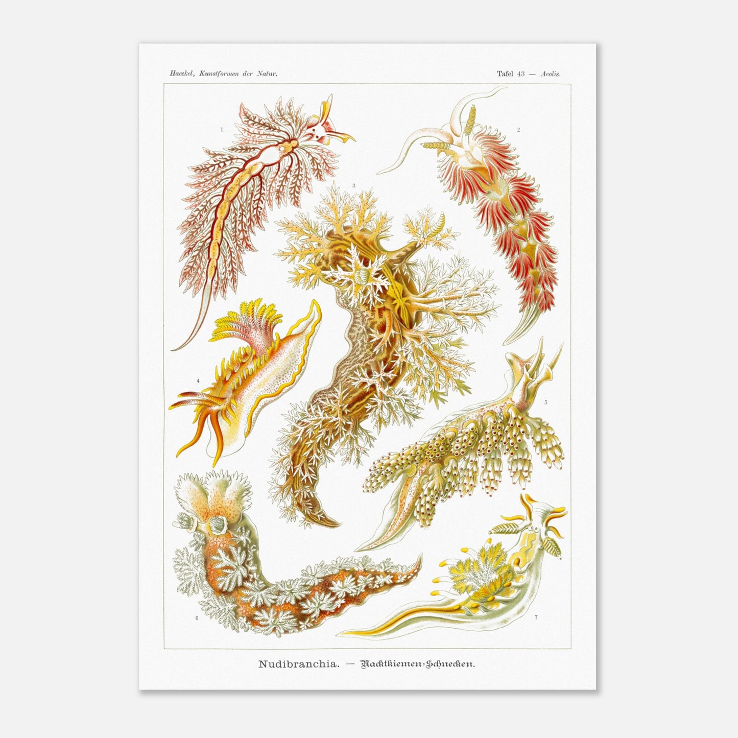 Planche naturaliste de nudibranches Nudibranchia par Ernst Haeckel (29,7x42 cm (A3)). Planche de nudibranches, montrant une variété d'espèces aux couleurs vives et aux formes organiques complexes, probablement issues d'une classification scientifique.