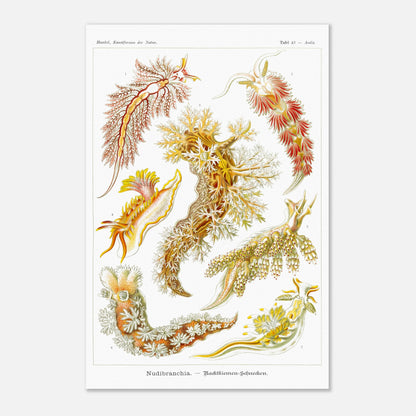 Planche naturaliste de nudibranches Nudibranchia par Ernst Haeckel (40x60 cm). Planche de nudibranches, montrant une variété d'espèces aux couleurs vives et aux formes organiques complexes, probablement issues d'une classification scientifique.