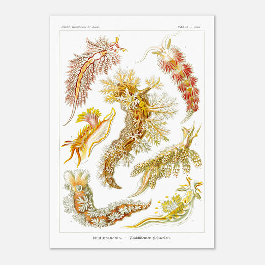 Planche naturaliste de nudibranches Nudibranchia par Ernst Haeckel (42x59,4 cm (A2)). Planche de nudibranches, montrant une variété d'espèces aux couleurs vives et aux formes organiques complexes, probablement issues d'une classification scientifique.