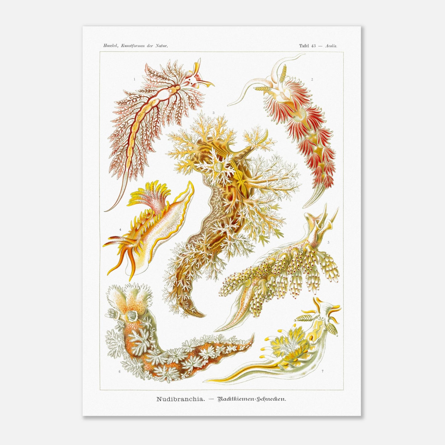 Planche naturaliste de nudibranches Nudibranchia par Ernst Haeckel (50x70 cm). Planche de nudibranches, montrant une variété d'espèces aux couleurs vives et aux formes organiques complexes, probablement issues d'une classification scientifique.