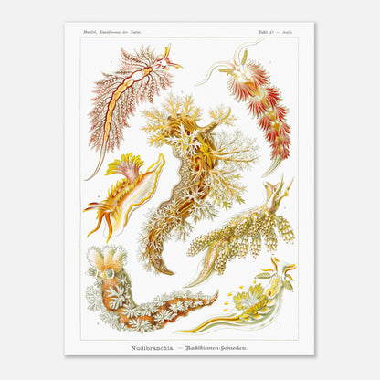 Planche naturaliste de nudibranches Nudibranchia par Ernst Haeckel (60x80 cm). Planche de nudibranches, montrant une variété d'espèces aux couleurs vives et aux formes organiques complexes, probablement issues d'une classification scientifique.