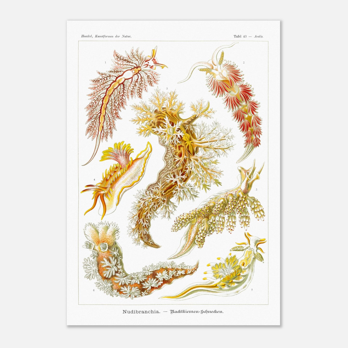 Planche naturaliste de nudibranches Nudibranchia par Ernst Haeckel (70x100 cm). Planche de nudibranches, montrant une variété d'espèces aux couleurs vives et aux formes organiques complexes, probablement issues d'une classification scientifique.