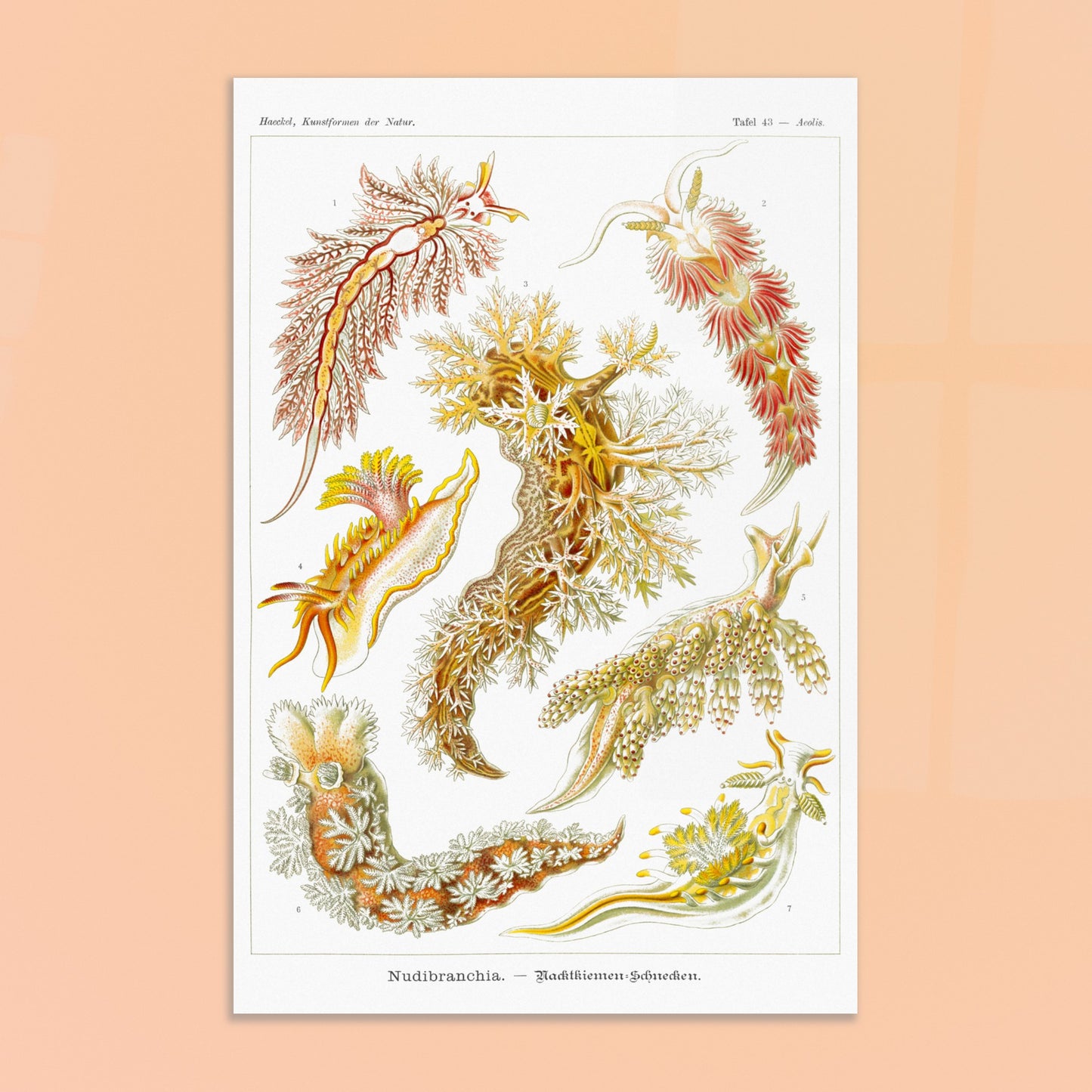 Planche naturaliste de nudibranches Nudibranchia par Ernst Haeckel. Planche de nudibranches, montrant une variété d'espèces aux couleurs vives et aux formes organiques complexes, probablement issues d'une classification scientifique. Image d'illustration 8