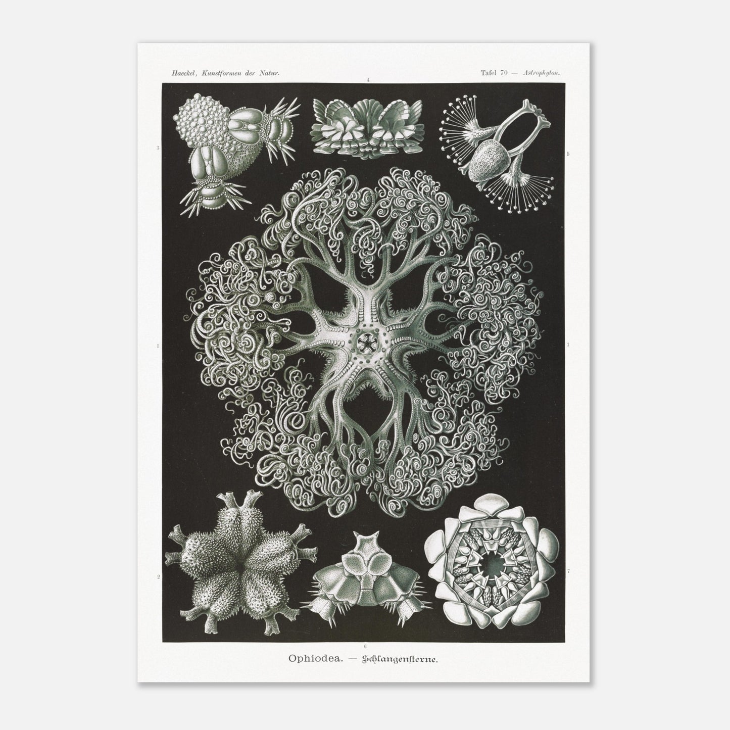 Planche d'Ophiures et Astrophytons — Ernst Haeckel (29,7x42 cm (A3)). Planche d'astrophytons ou ophiures par Ernst Haeckel, représentant diverses formes d'étoiles de mer et d'oursins fossiles, sur fond noir.
