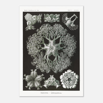Planche d'Ophiures et Astrophytons — Ernst Haeckel (29,7x42 cm (A3)). Planche d'astrophytons ou ophiures par Ernst Haeckel, représentant diverses formes d'étoiles de mer et d'oursins fossiles, sur fond noir.