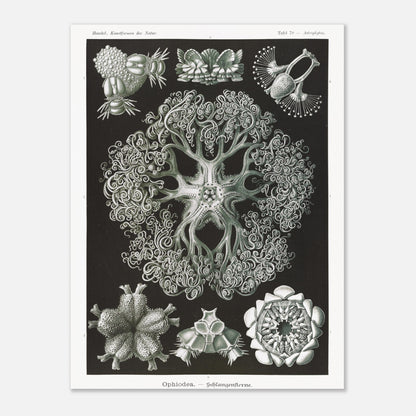 Planche d'Ophiures et Astrophytons — Ernst Haeckel (30x40 cm). Planche d'astrophytons ou ophiures par Ernst Haeckel, représentant diverses formes d'étoiles de mer et d'oursins fossiles, sur fond noir.