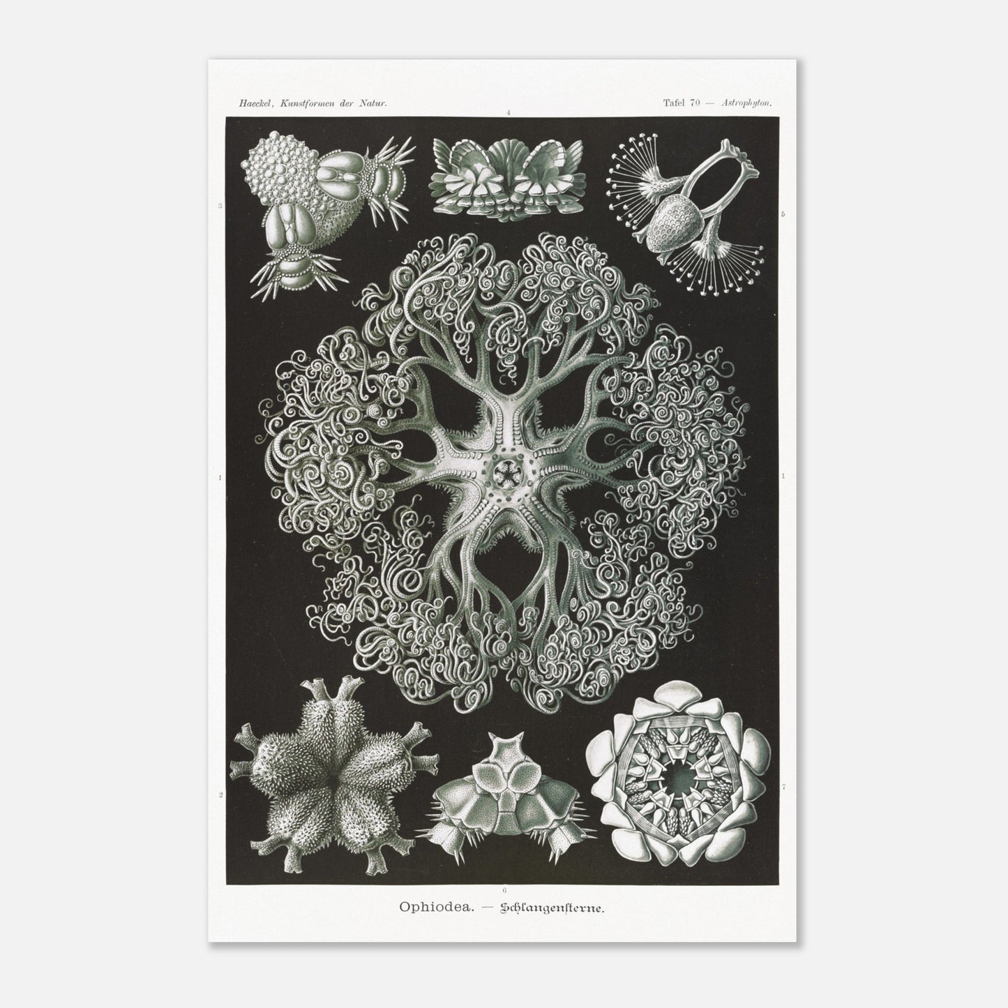 Planche d'Ophiures et Astrophytons — Ernst Haeckel (40x60 cm). Planche d'astrophytons ou ophiures par Ernst Haeckel, représentant diverses formes d'étoiles de mer et d'oursins fossiles, sur fond noir.